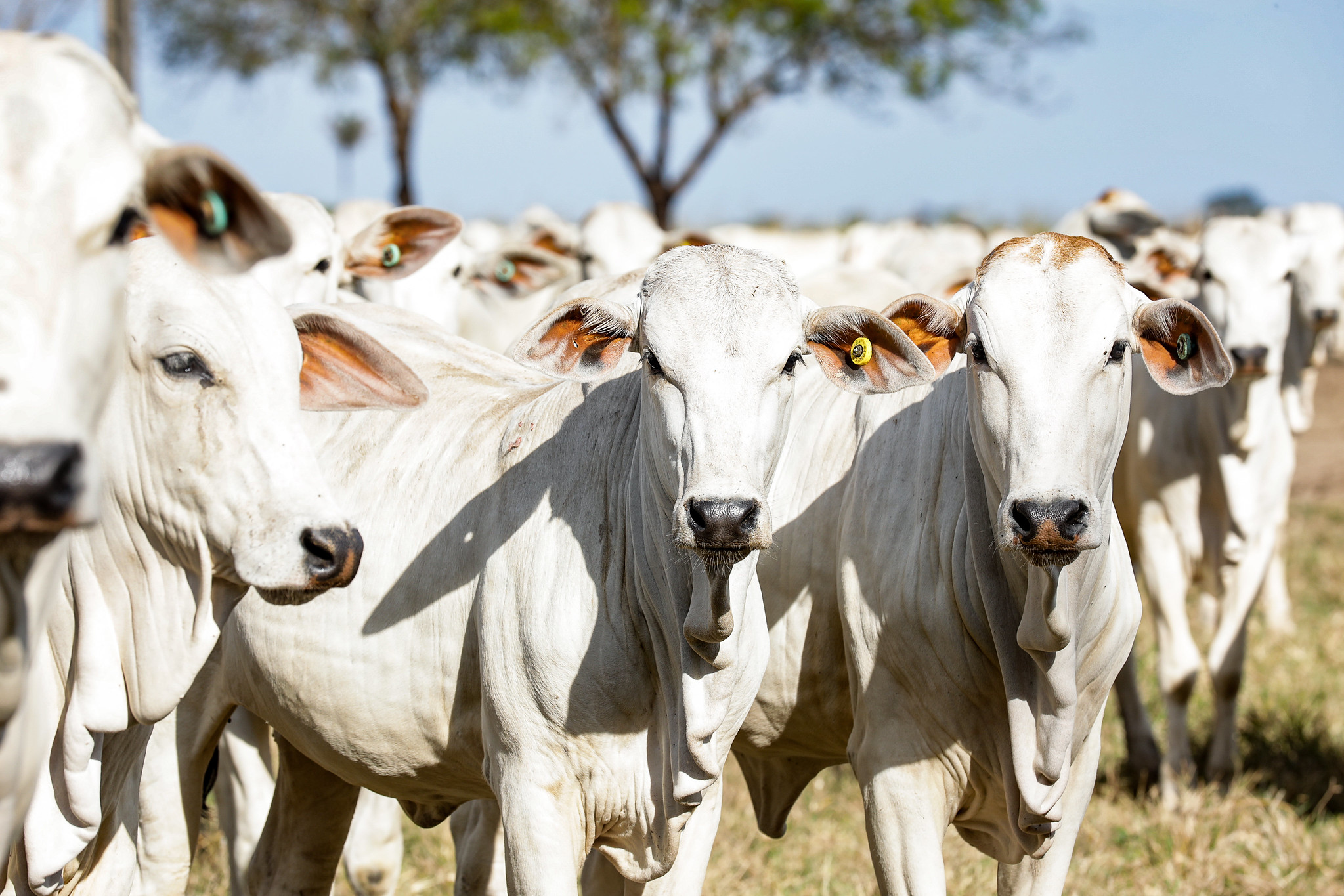 Com novo recorde, MT se mantém na liderança com o maior rebanho bovino do país