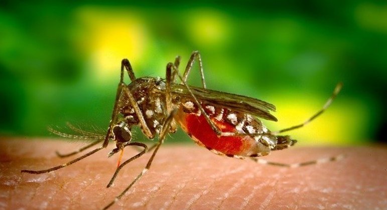 Anvisa aprova vacina contra dengue com eficácia de 80% e que pode mudar curso da doença no Brasil