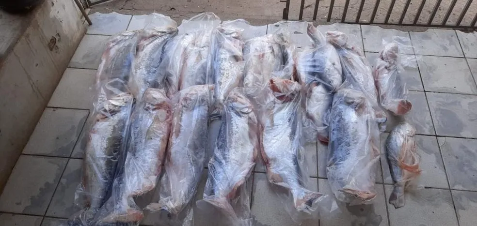 Operação apreende mais de 200 kg de pescado ilegal e suspeitos são multados em R$ 48,6 mil em MT￼