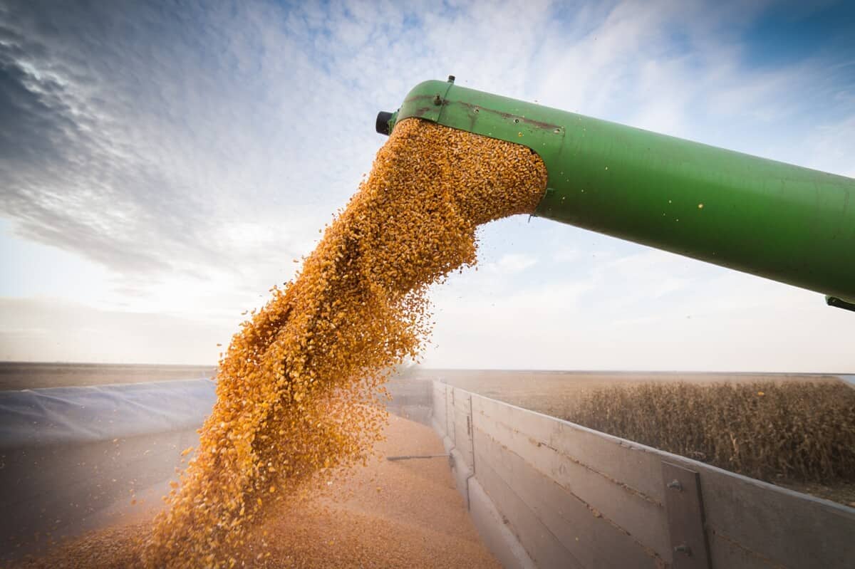 MT embarca milho para 75 países em 2023; China lidera