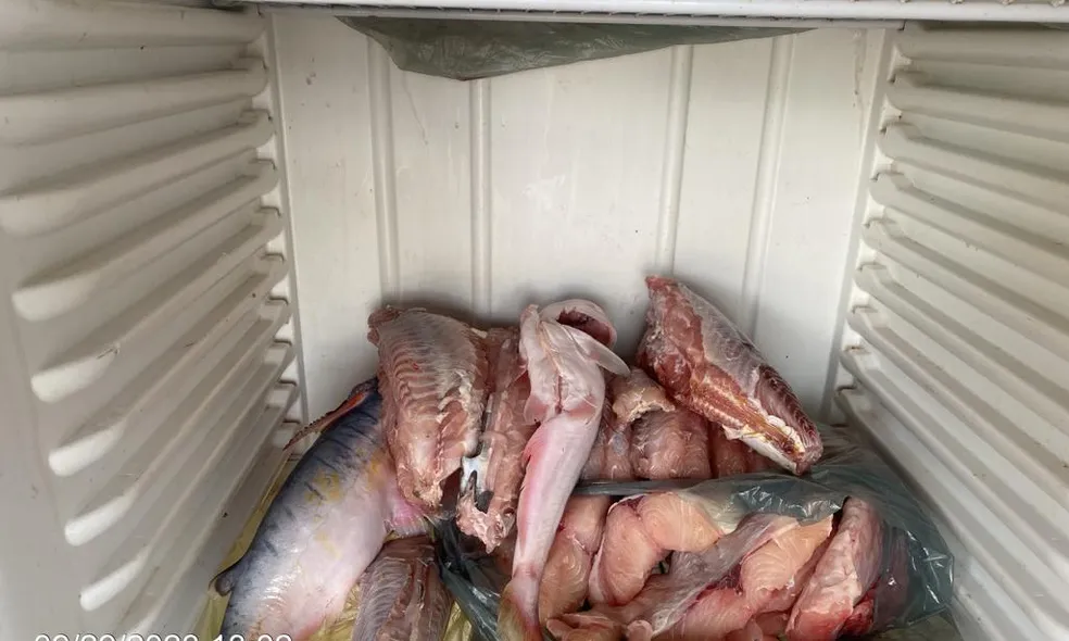 CÁCERES: Pescadores são multados por pesca predatória após polícia encontrar 79 kg de peixe escondidos em freezer