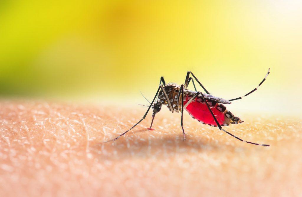 Dengue: Brasil tem 12 mortes e mais de 120 mil casos prováveis