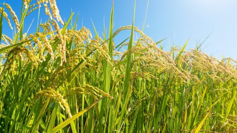 Produção de arroz em Mato Grosso registra crescimento de 20,9% e de feijão tem redução de 3,1%