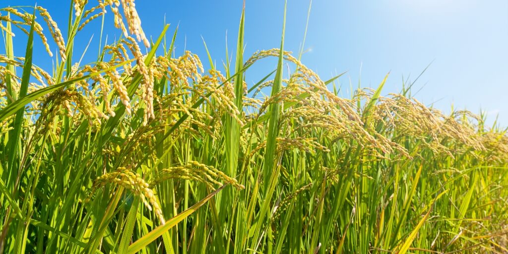 Produção de arroz em Mato Grosso registra crescimento de 20,9% e de feijão tem redução de 3,1%