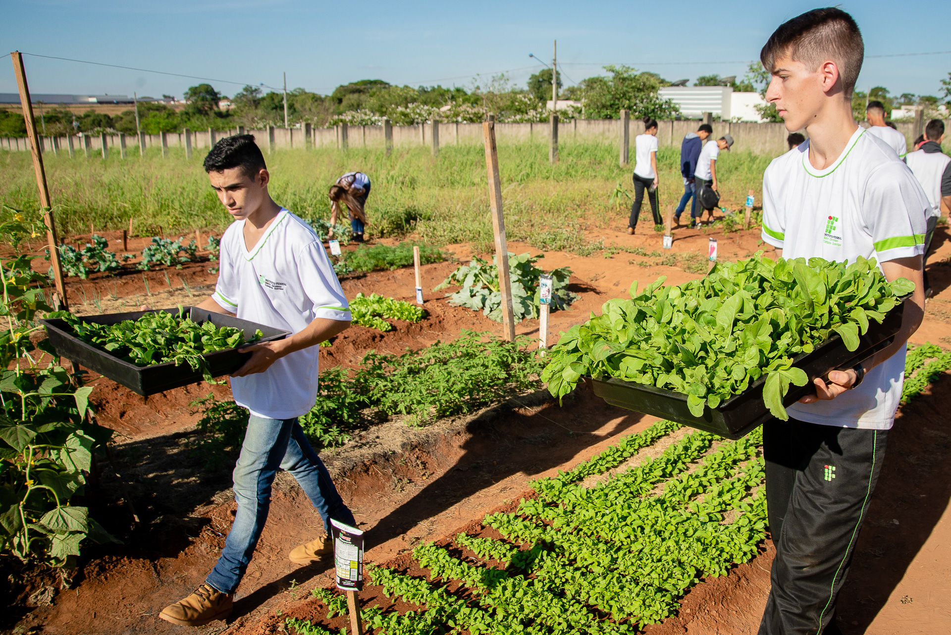 IFMT Pontes e Lacerda abre inscrições para Curso de Agricultor Orgânico e oferece bolsa de R$ 320