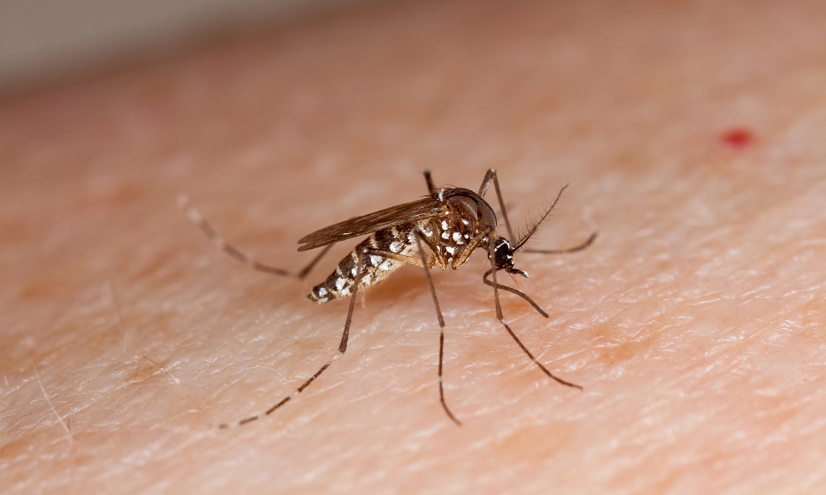 Dengue avança e Mato Grosso registra 14 mortes e 12 mil casos