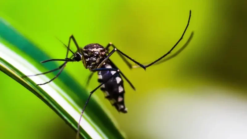 Ministério da Saúde amplia vacinação contra a dengue em Mato Grosso