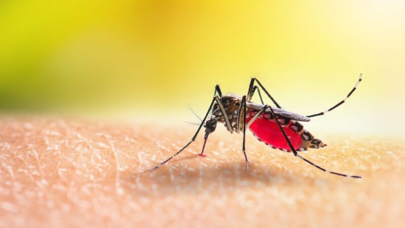 Abril foi o mês com maior número de casos de dengue em MT desde o início do ano