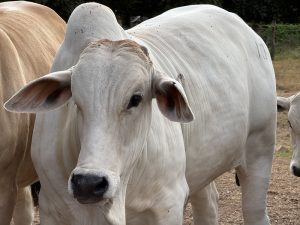 FAMATO INFORMA SOBRE PARALISAÇÃO TEMPORÁRIA DO SINDESA E ORIENTA PRODUTORES A ANTECIPAREM EMISSÃO DE GTAS