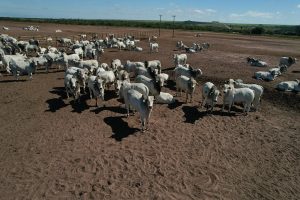 FAMATO E ENTIDADES ALERTAM PARA IMPACTOS DE REGRAS EUROPEIAS NA PECUÁRIA BRASILEIRA