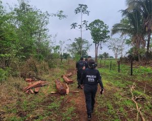 Ladrões separam 39 bois, incendeiam pasto e deixam cordas após furto em fazenda