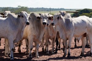 Suspensão da União Europeia desafia MT a buscar novos mercados para a carne bovina