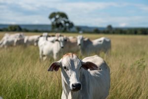 MATO GROSSO COMPLETA 30 ANOS SEM REGISTRO DE FEBRE AFTOSA