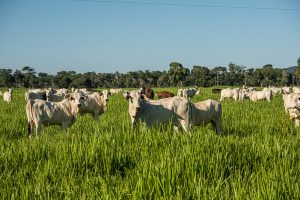 FAMATO REFORÇA CUIDADOS PARA PREVENIR A RAIVA E ALERTA PARA A IMPORTÂNCIA DA COMUNICAÇÃO DE SUSPEITAS NOS REBANHOS