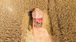 Mato Grosso lidera produção de grãos no Brasil e concentra 59,7% do gergelim nacional